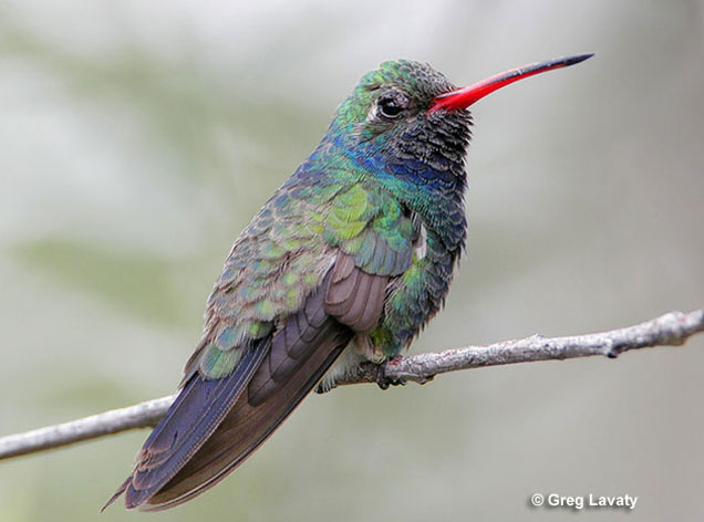 broad-billed-hummingbird