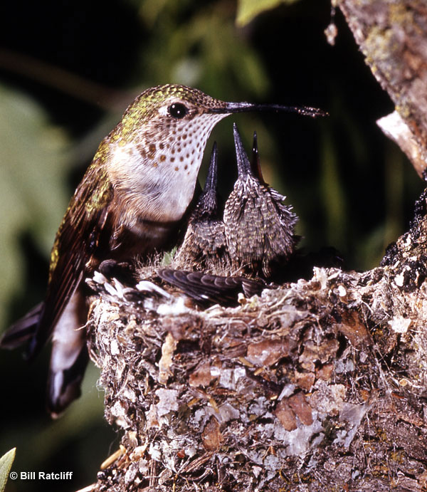 Broad-tailed Hummingbird at nest