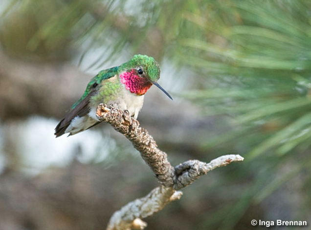 broad-tailed-hummingbird