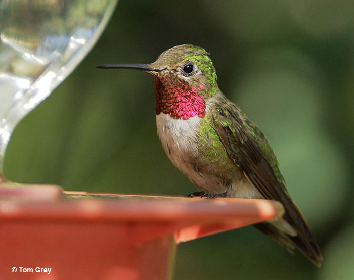 Broad-Tailed hummingbird