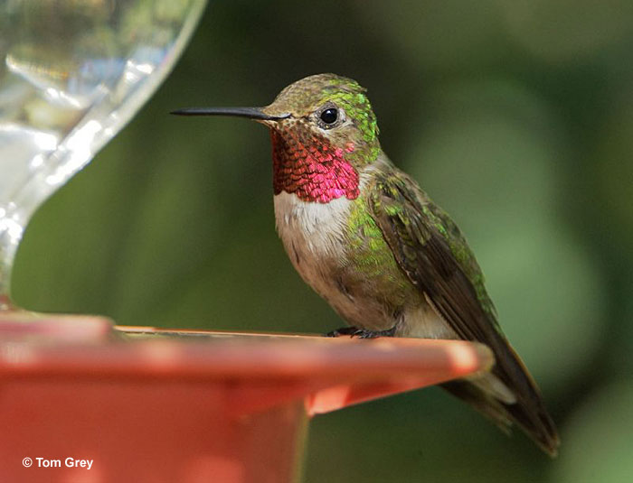 Broad-tailed hummingbird