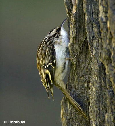 Brown Creeper