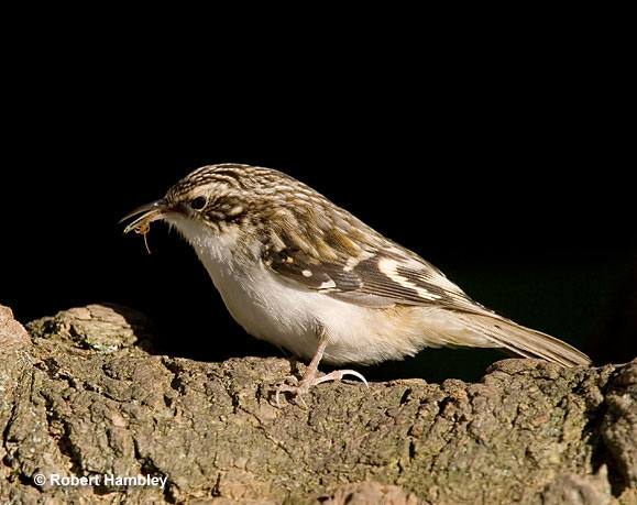 Brown Creeper