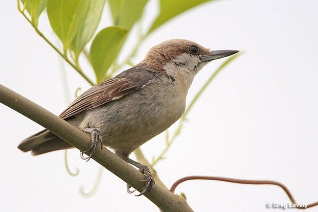 Brown-headed Nuthatch