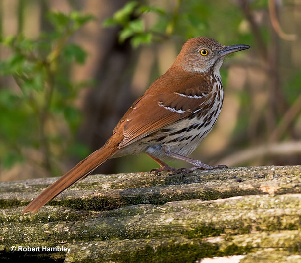 Brown Thrasher is the state bird of Georgia