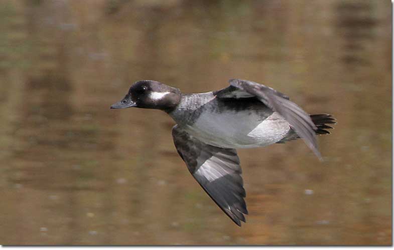 bufflehead