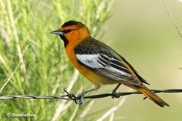 Bullock's Oriole