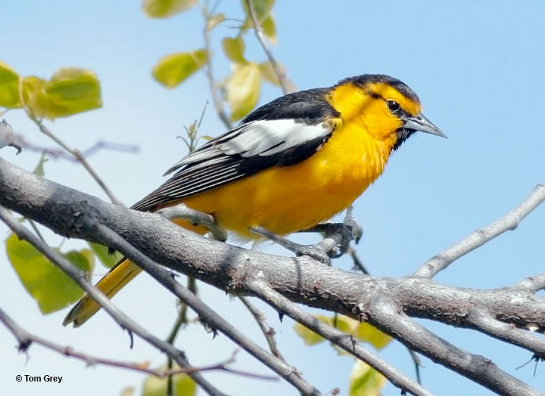 Bullock's Oriole diets consist of plants and insects
