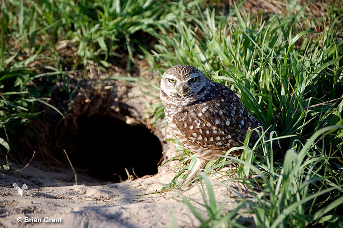 Burrowing Owls nest underground