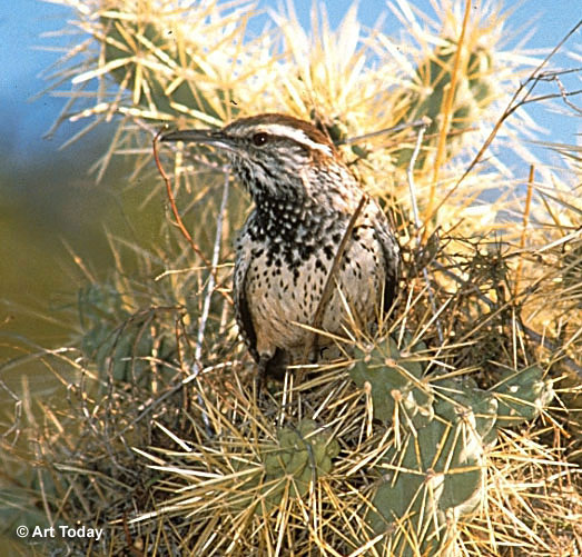 Cactus Wren