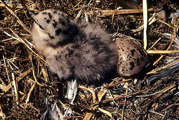 Baby Californian Gull in the nest