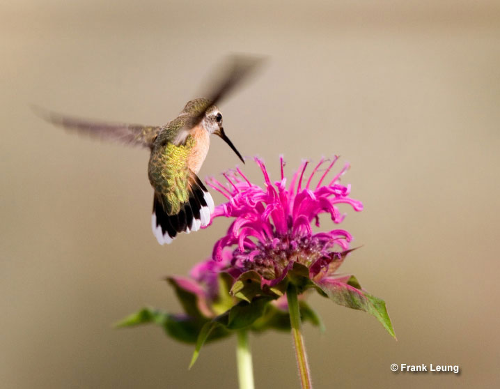 Calliope Hummingbird preparing to feed