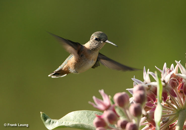 Female Calliope Hummingbird