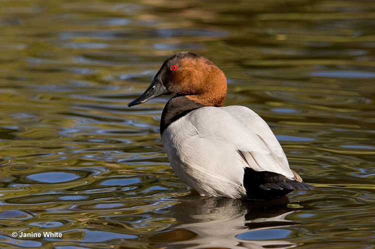 Canvasbacks are pretty widespread and inhabit a large part of North America