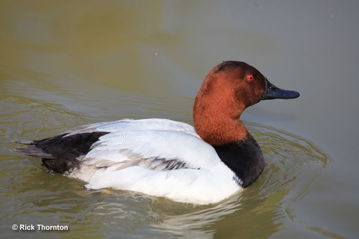 Canvasbacks have similar red heads