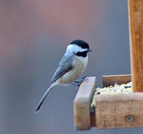 Carolina Chickadee at a feeder