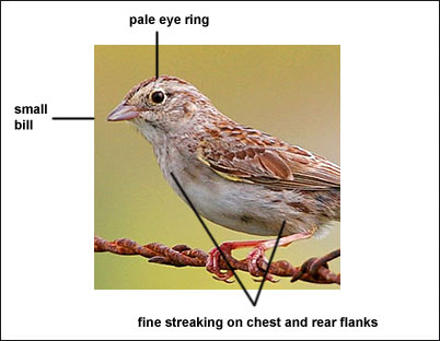 Cassin's Sparrow Identification