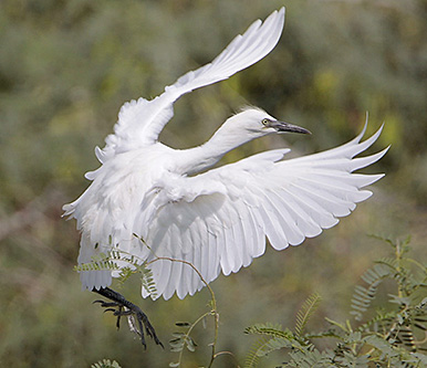 Juvenile Egret