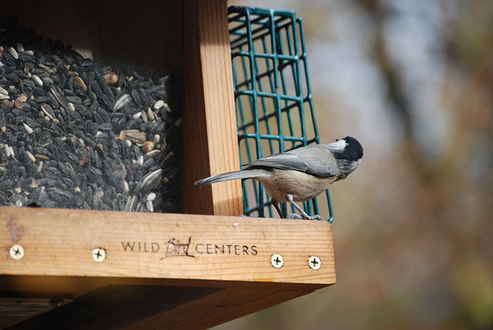 A filled feeder keeps the birds happy!