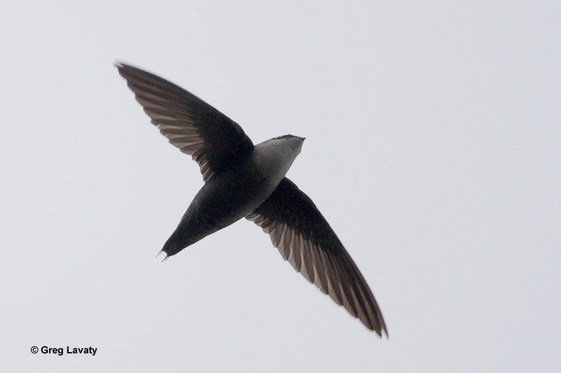 Chimney Swift mid-flight