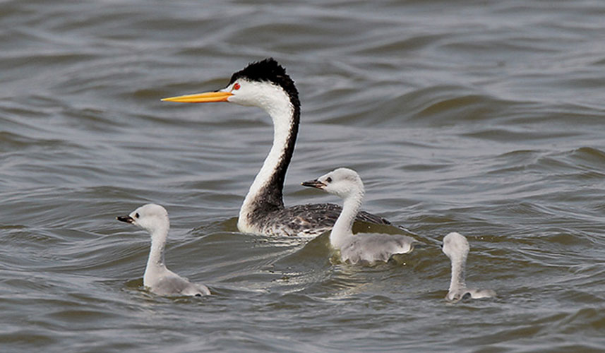 Clarks Grebe with juvenile grebes