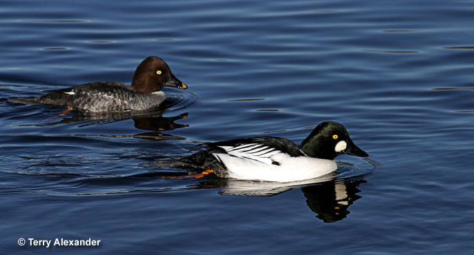 Common Goldeneyes mainly forage underwater