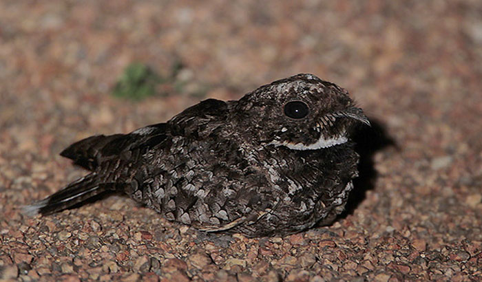 Common Poorwill is the only bird that hibernates