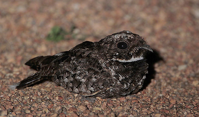 Nightjars have 