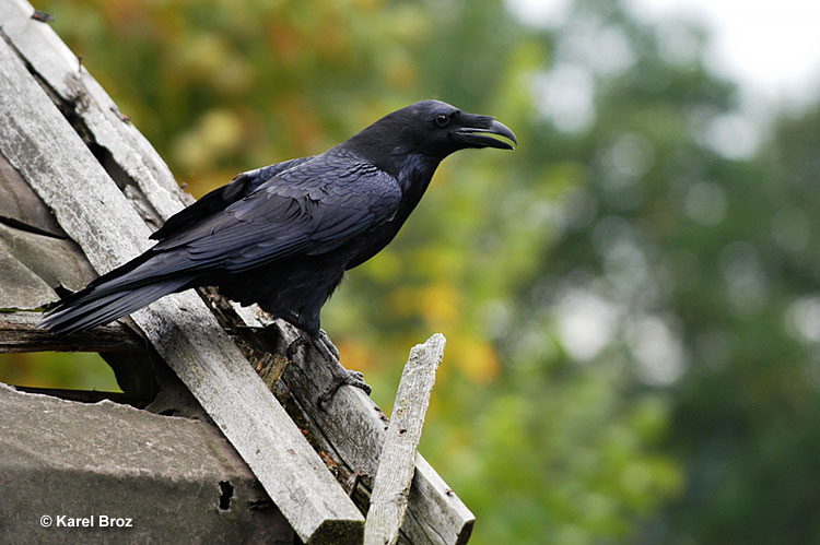 Ravens are usually seen as bad omens, but this is not the case with Baltimore Ravens