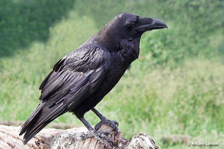 Common Ravens have beautiful black plumage