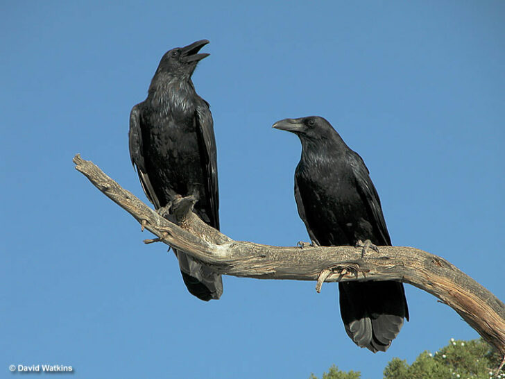 What Is a Group of Ravens Called? Explanation & History