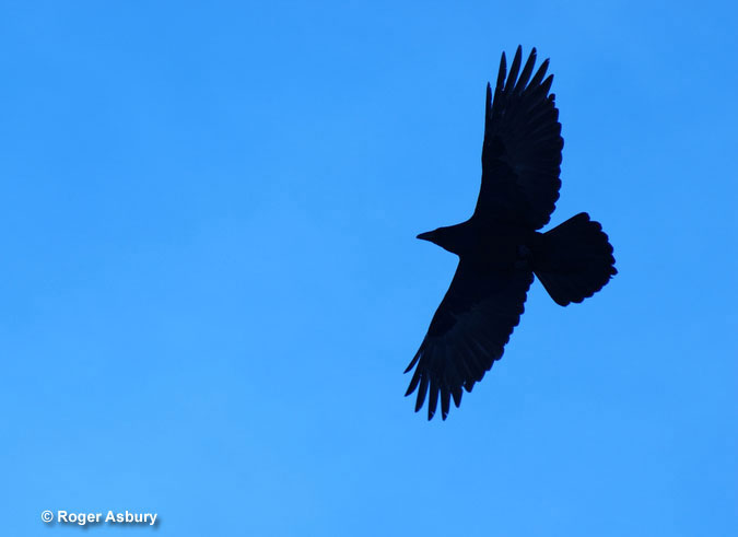 Raven symbolism includes transformation too
