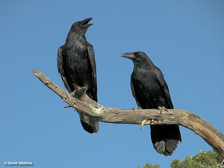 Birds of Utah