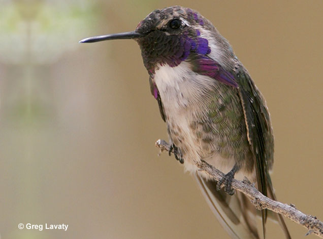 Costas Hummingbird