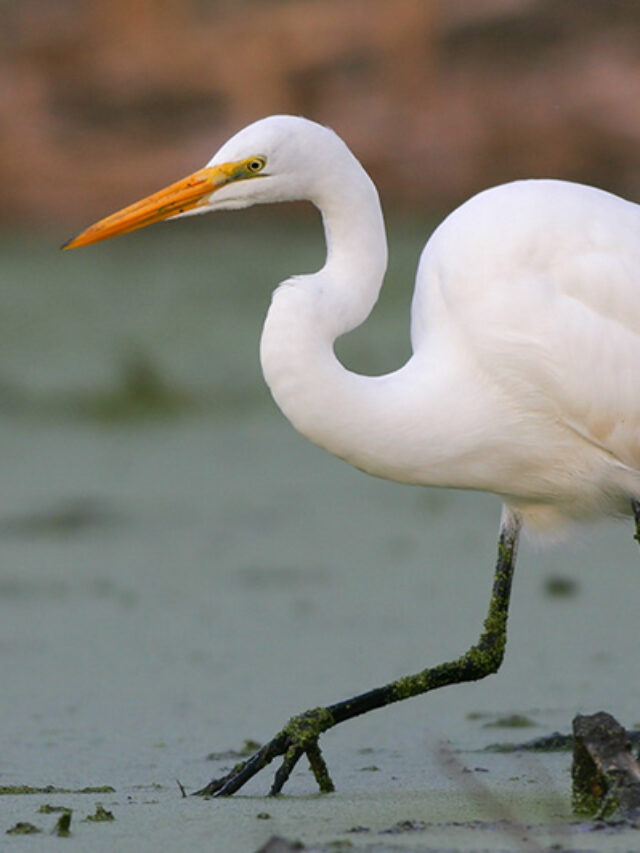 How Do Egrets Symbolize Grace! Birdzilla Enjoyin' Birds