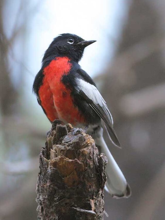 Top 8 Types of Red Birds