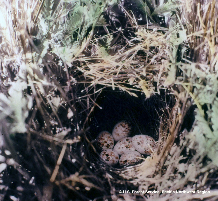 Dome-shaped nest