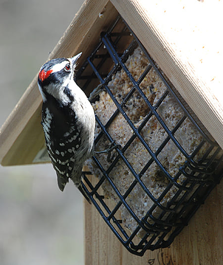 Downy Woodpecker at a feeder