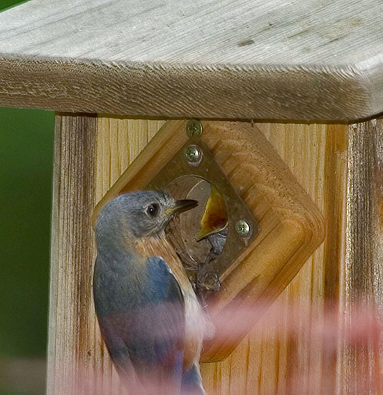 Eastern Bluebird nest box