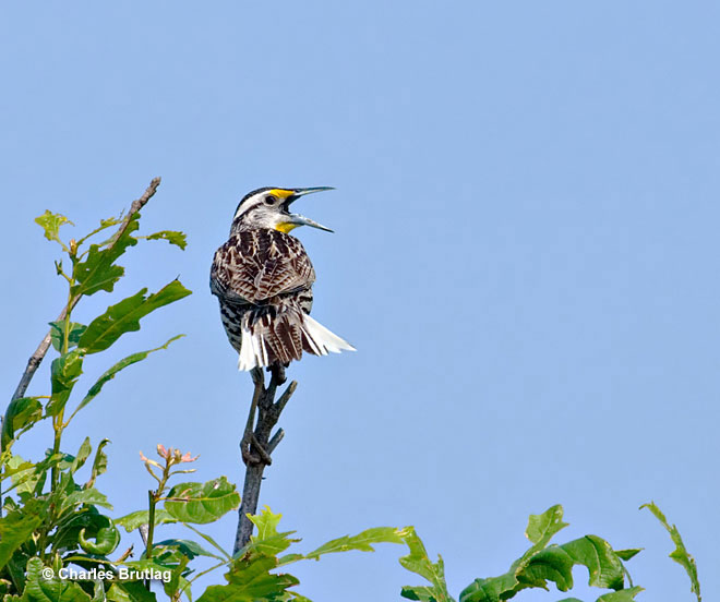 Eastern Meadowlark