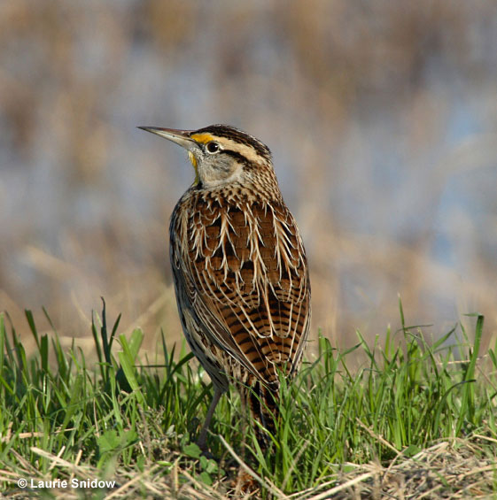 Eastern Meadowlarks like all kinds of insects