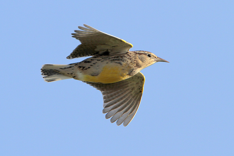 Eastern Meadowlark