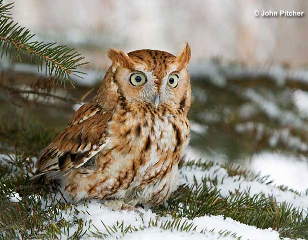 Eastern Screech-Owl