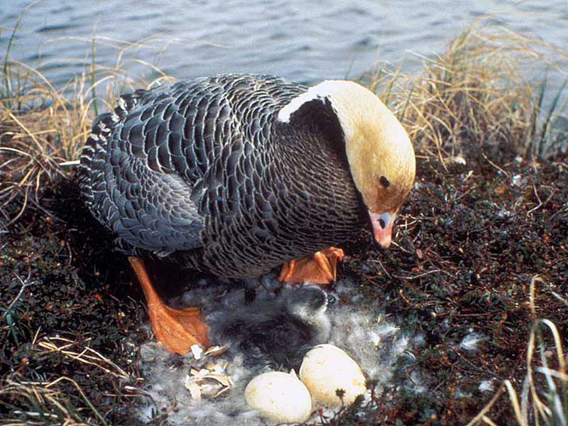 Emperor Goose nest and eggs