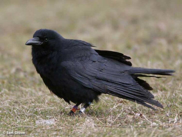 American Crow - ID, Facts, Diet, Habit & More | Birdzilla