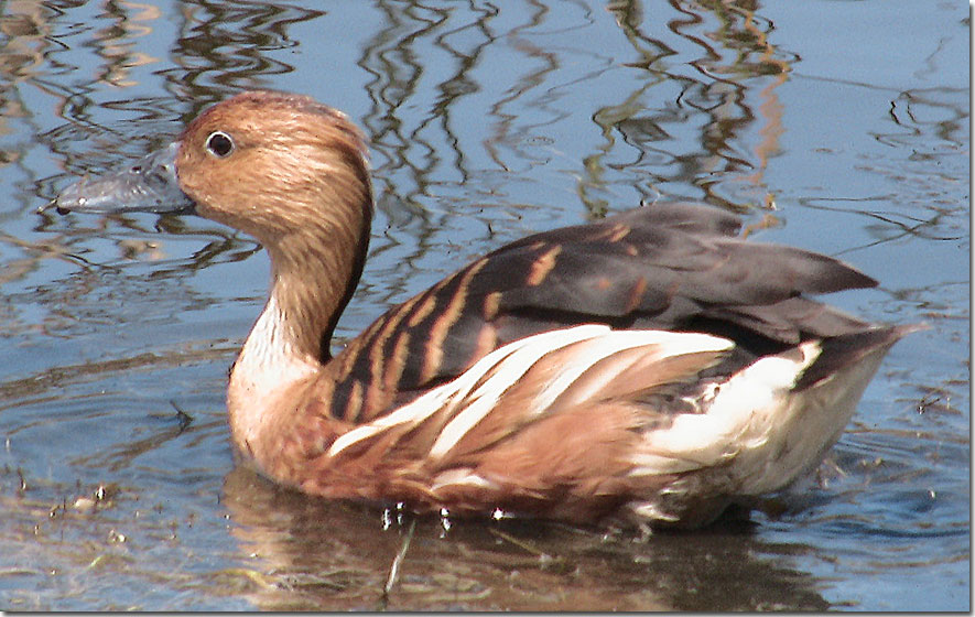 fulvous whistling-duck