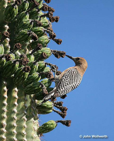 Gila Woodpecker on a cactus
