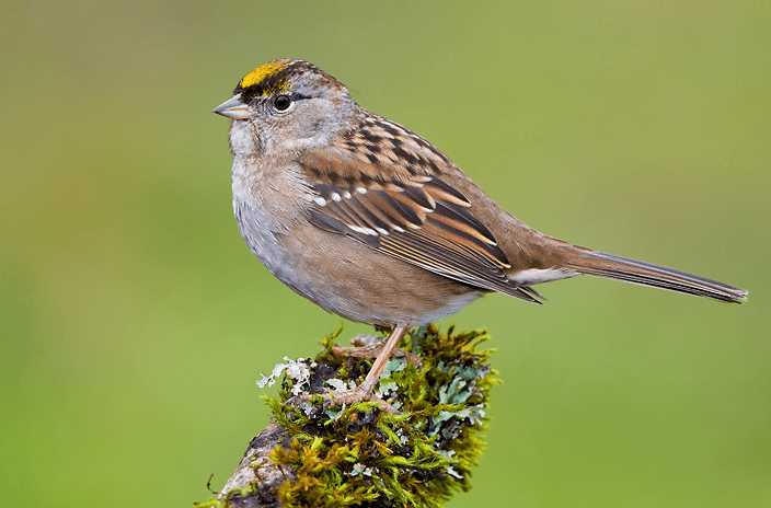 Golden Crowned Sparrow