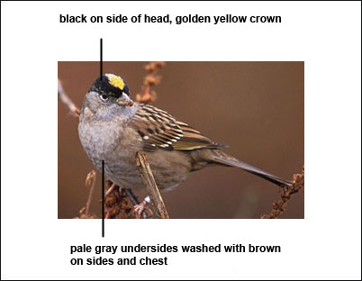 Golden-Crowned Sparrow identification