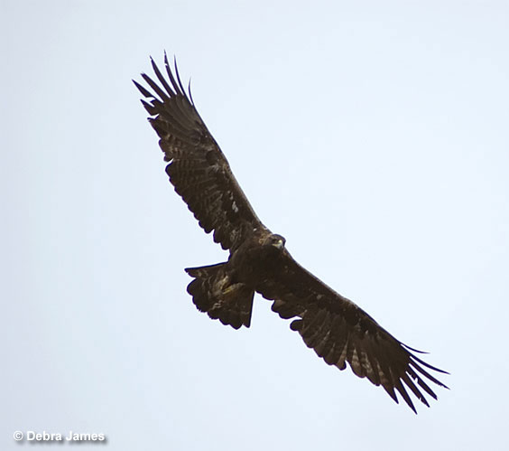 Golden Eagle soaring in the sky